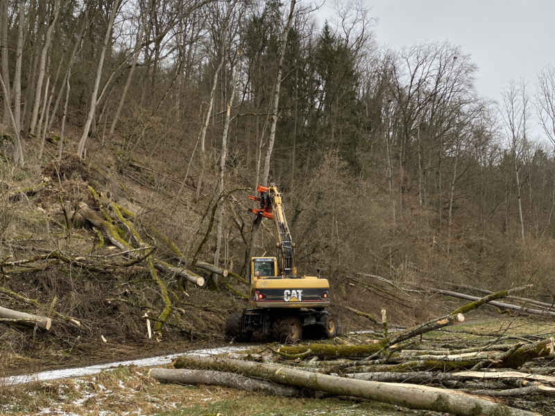 Bagger der geällte Bäume aus dem Hang zieht.